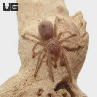 /img/20895-bahia-gray-birdeater-mature.webp