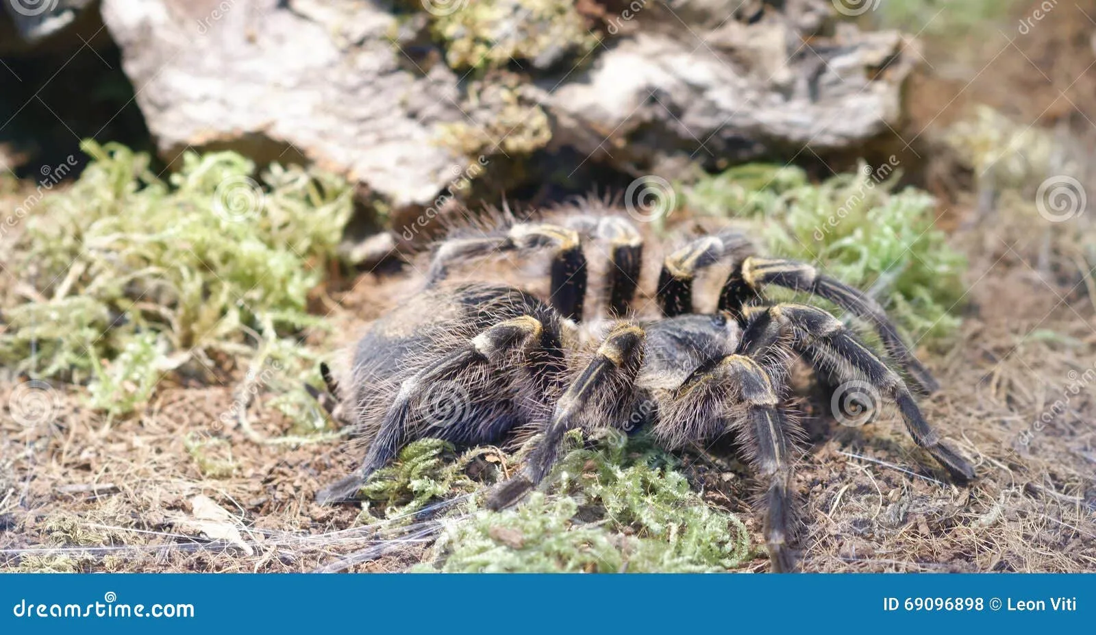 20895 bahia gray birdeater molting