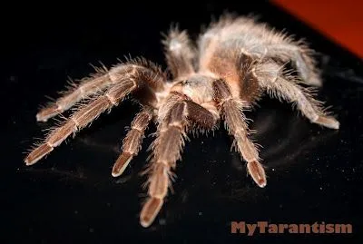 20895 bahia gray birdeater spiderling