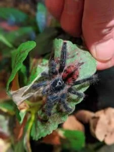 20897 female pinktoe tarantula