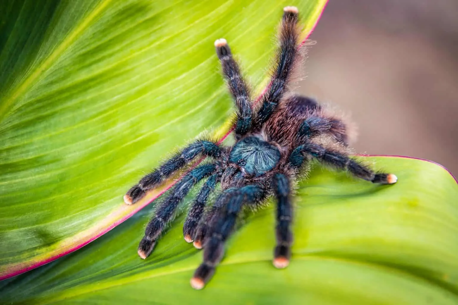 20897 male pinktoe tarantula