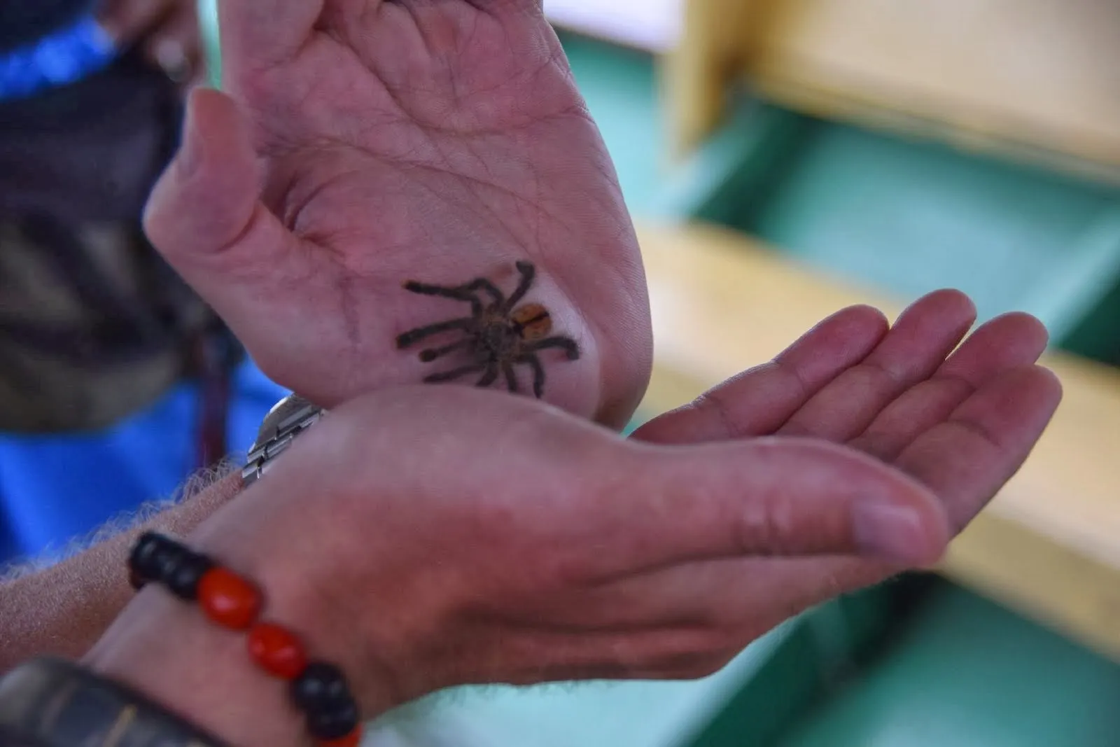 /img/20897-pinktoe-tarantula-care.webp