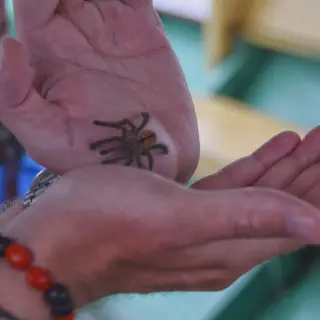/img/20897-pinktoe-tarantula-care.webp