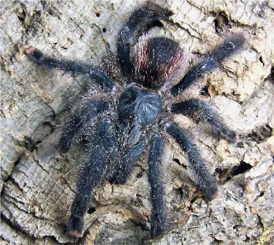 20897 pinktoe tarantula enclosure