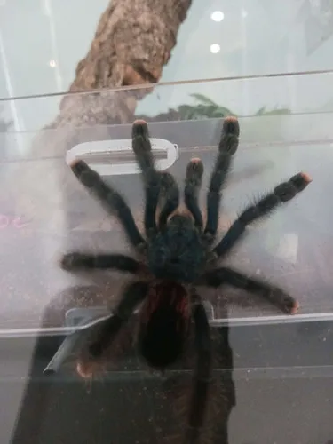 20897 pinktoe tarantula humidity