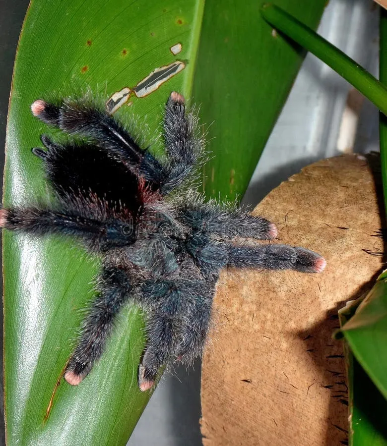 20897 pinktoe tarantula molting