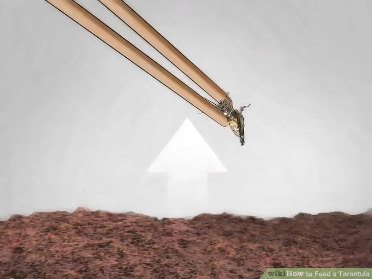 20898 mealworms for tarantulas