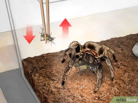 20898 roaches for tarantulas