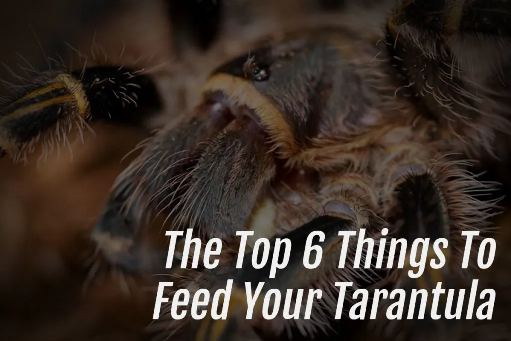 20898 superworms for tarantulas