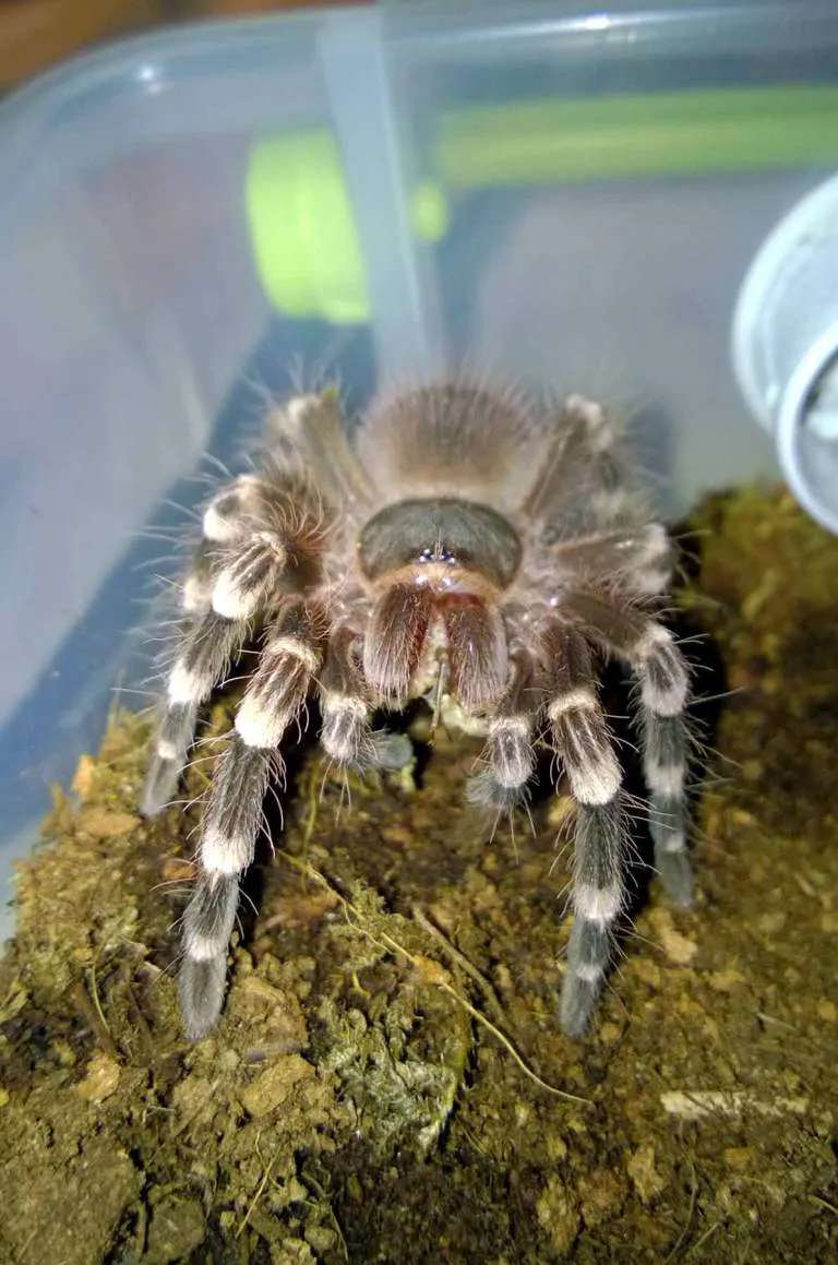 /img/20898-tarantula-drinking-water.webp