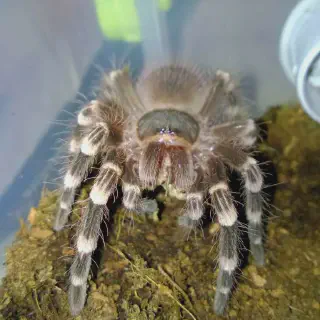 /img/20898-tarantula-drinking-water.webp