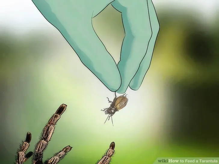 20898 tarantula eating cricket