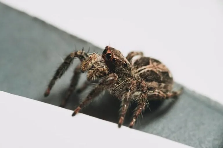 /img/20900-tarantula-care.webp