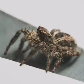 /img/20900-tarantula-care.webp