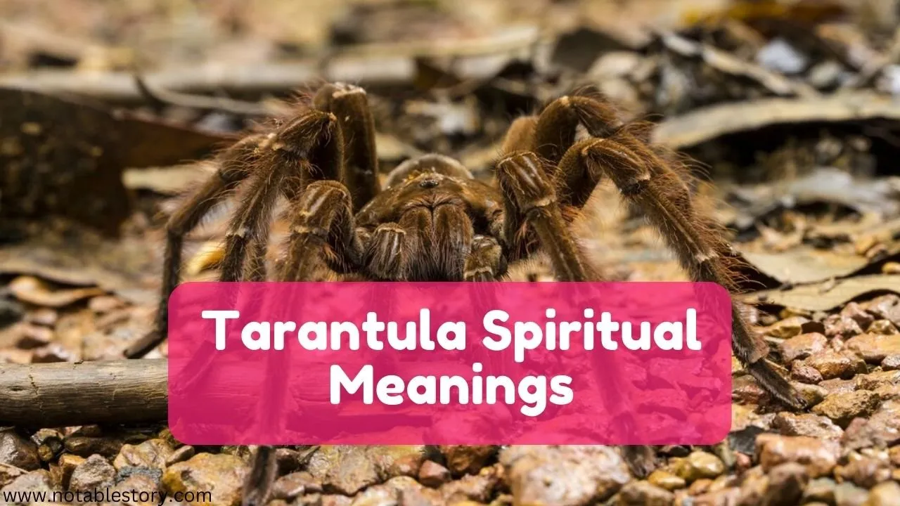 20900 tarantula feeding