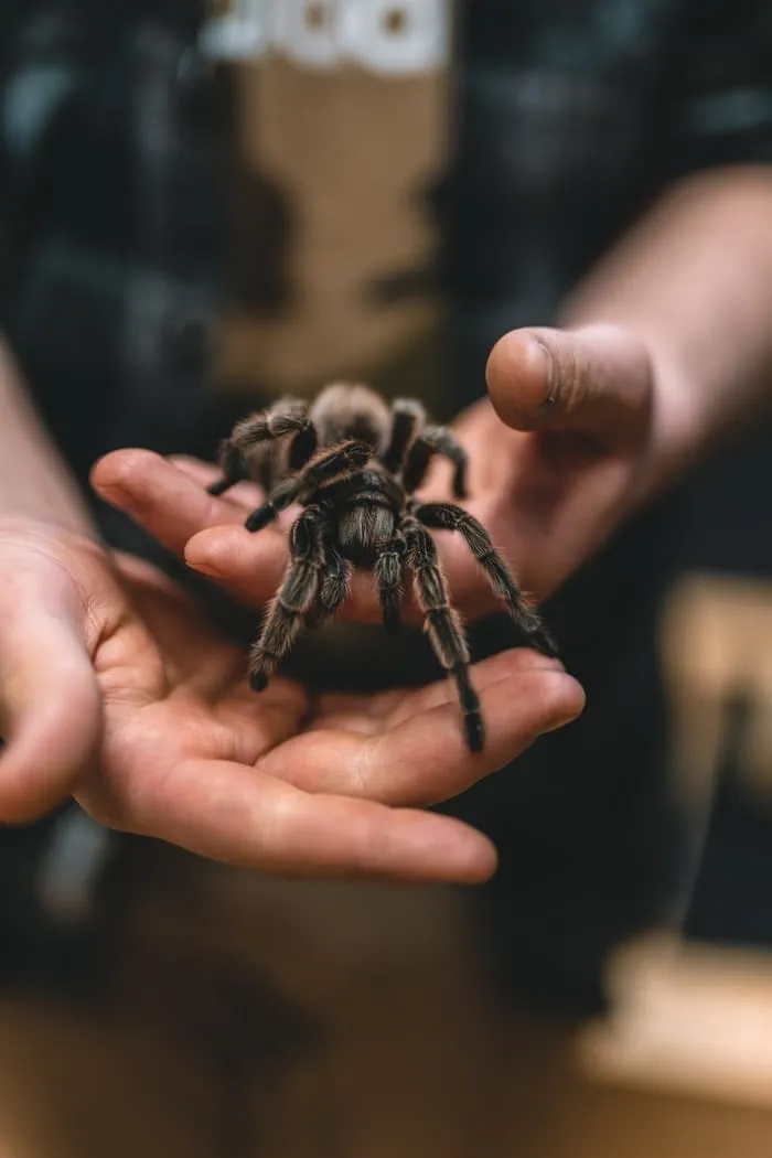 20900 tarantula handling