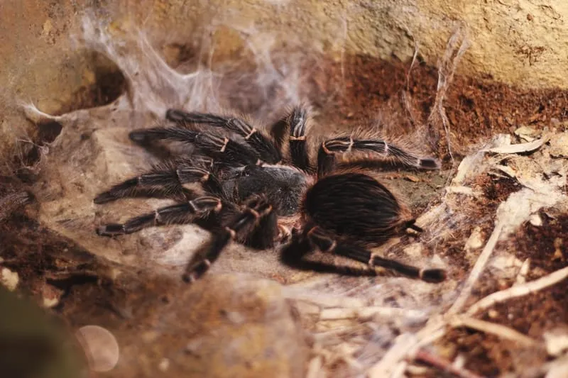 20900 tarantula species