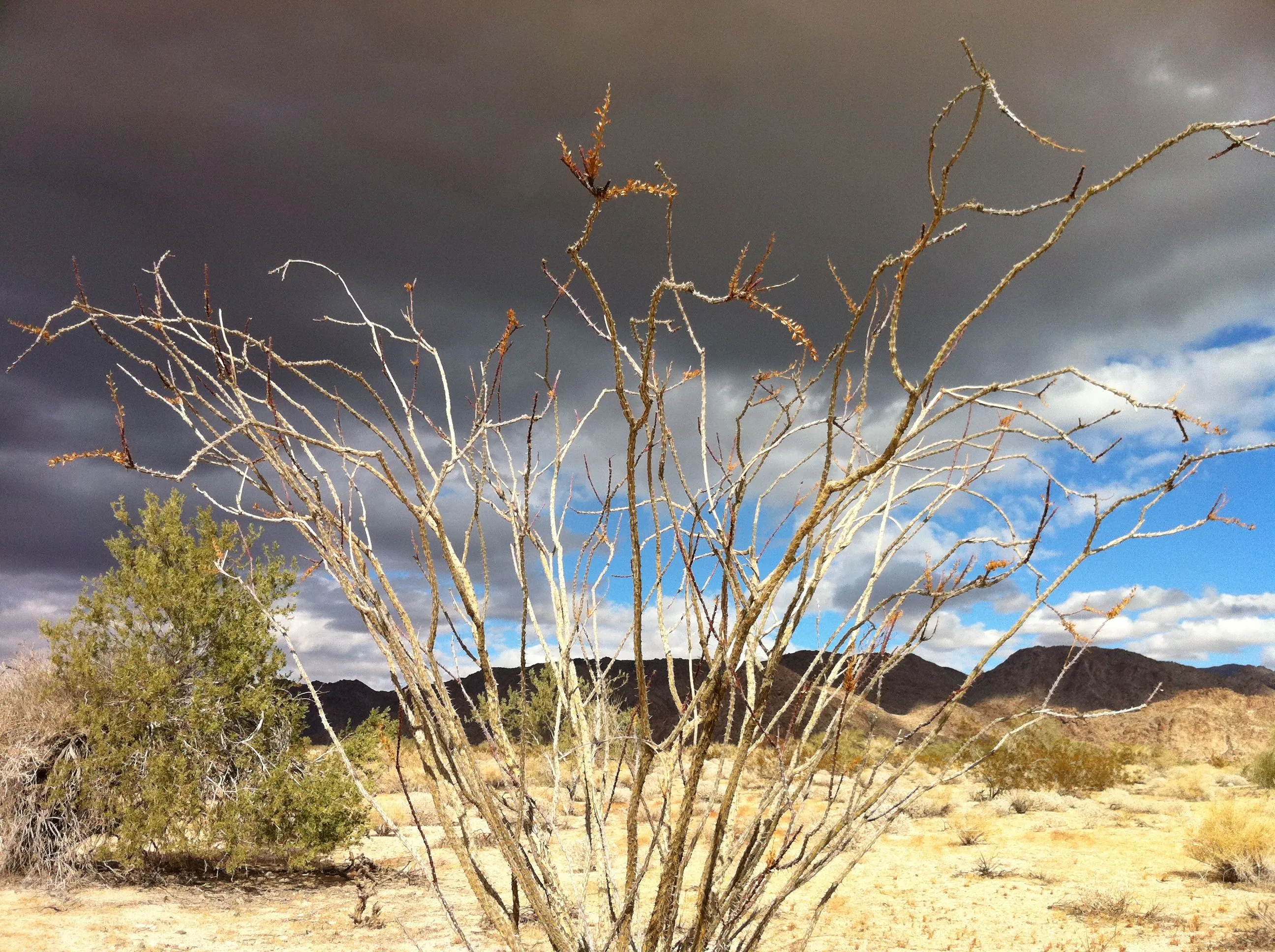 /img/20902-sunset-joshua-tree.webp