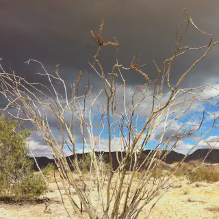 /img/20902-sunset-joshua-tree.webp