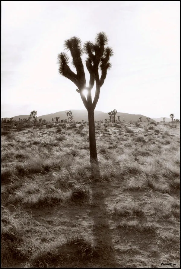 20902 wildlife photography