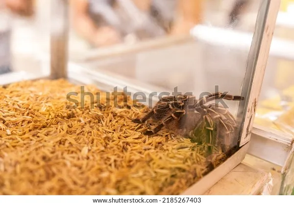 20905 tarantula escape attempt