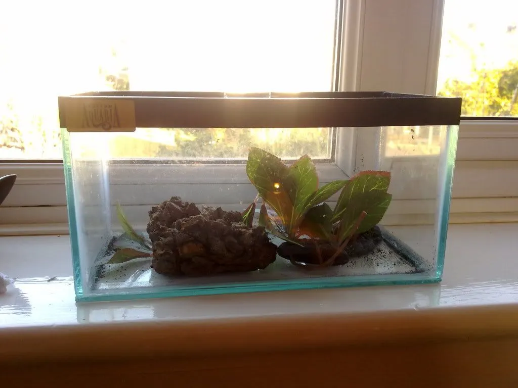 20905 tarantula tank lid ventilation