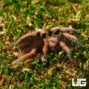 20910 curly hair tarantula digging pattern
