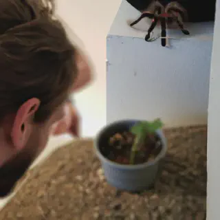 /img/20910-curly-hair-tarantula-environment.webp