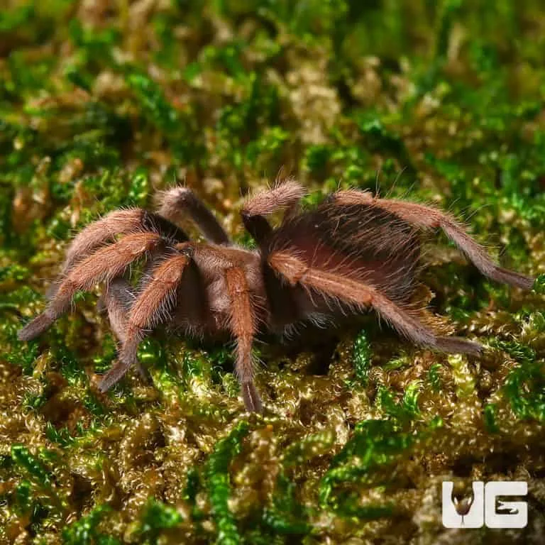 20910 curly hair tarantula humidity