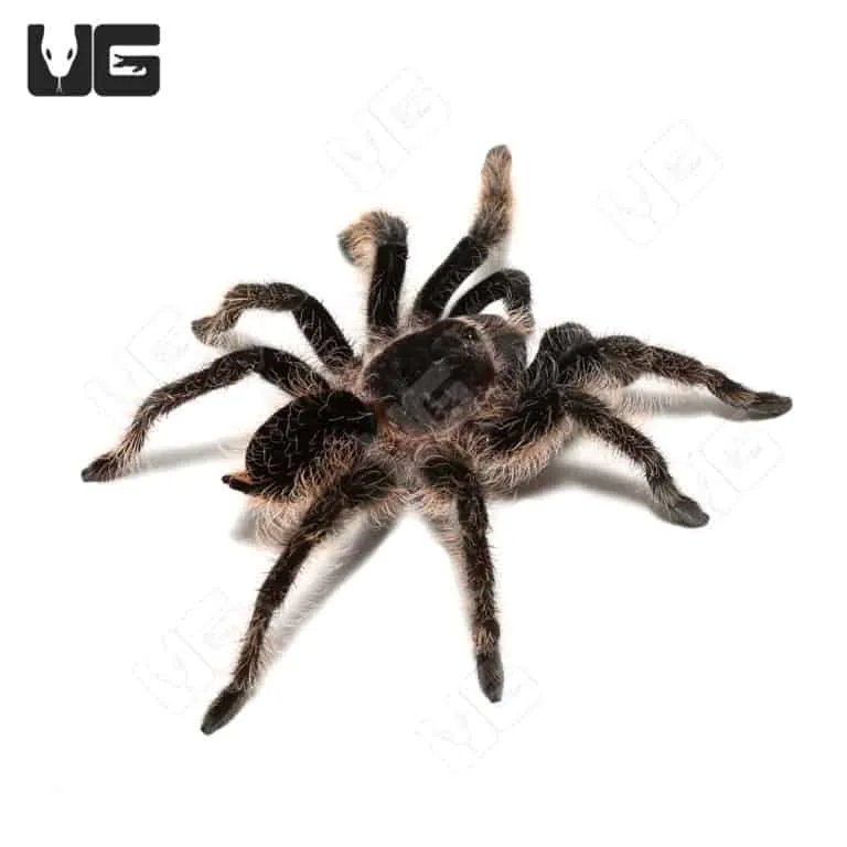 20910 curly hair tarantula molting