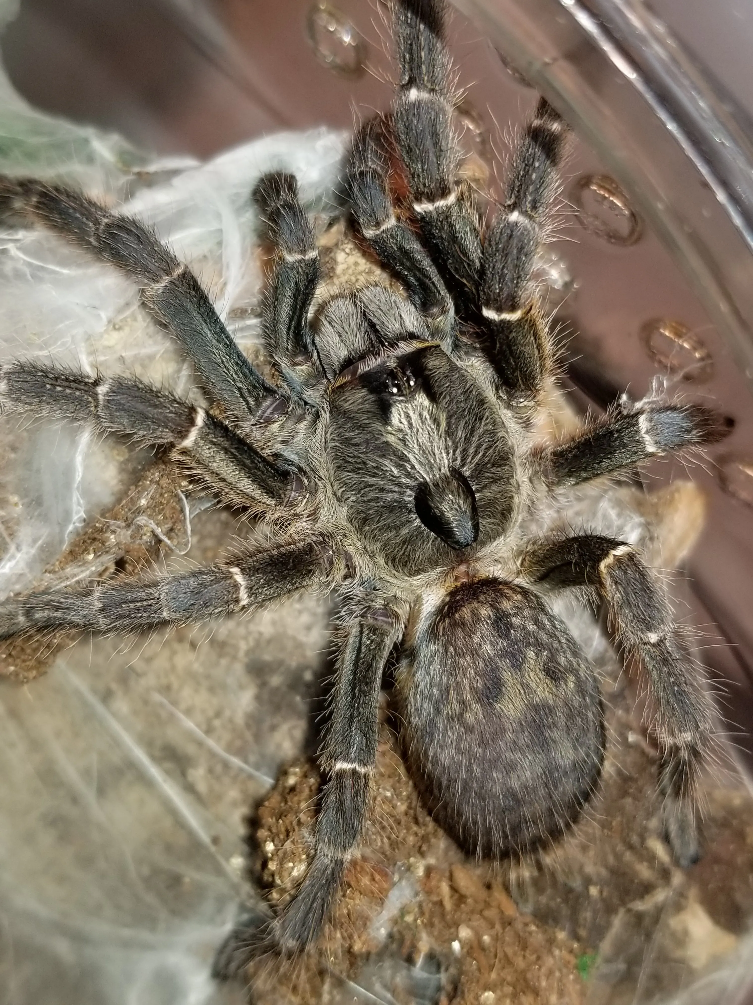 20912 observing tarantula sling