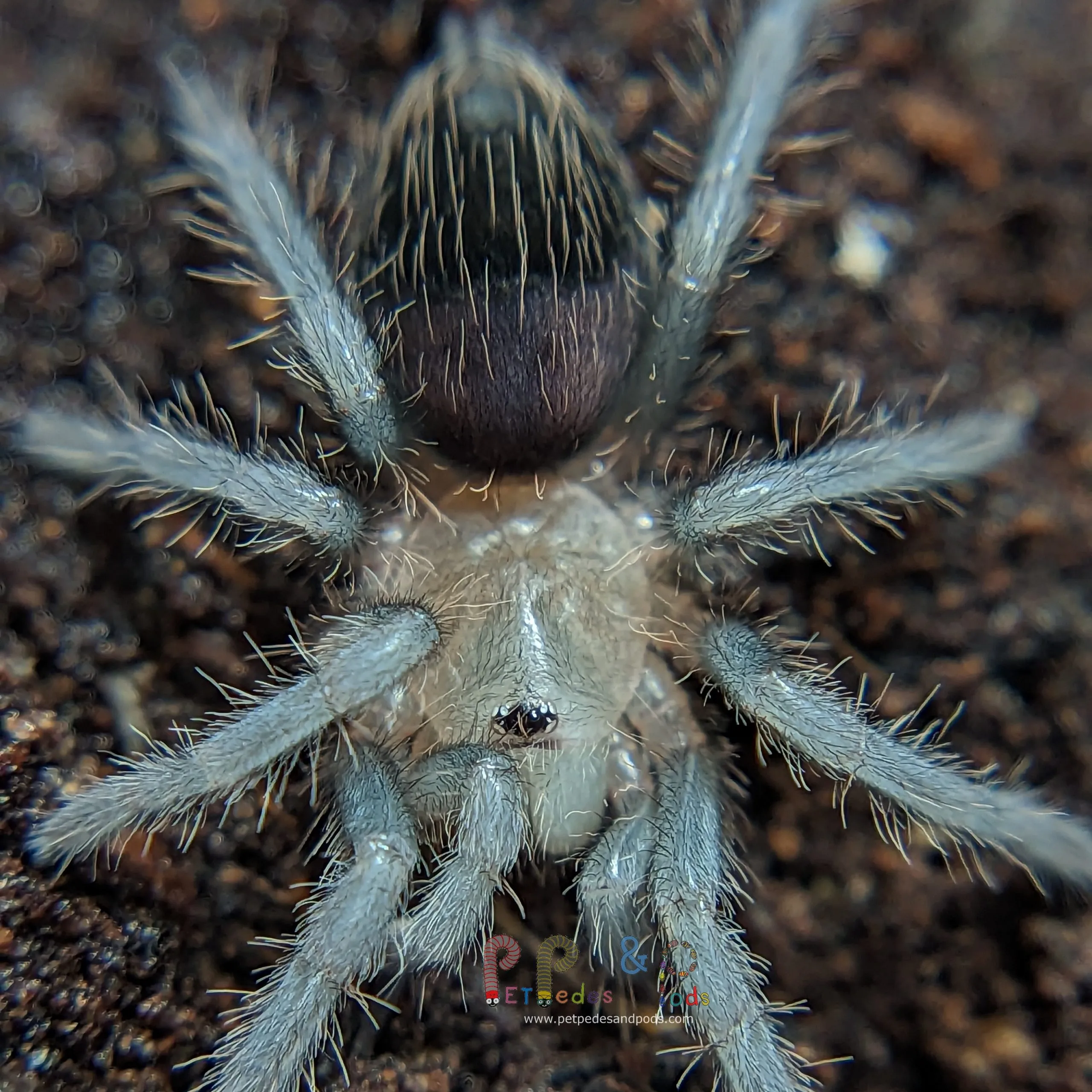 20912 tarantula sling enclosure