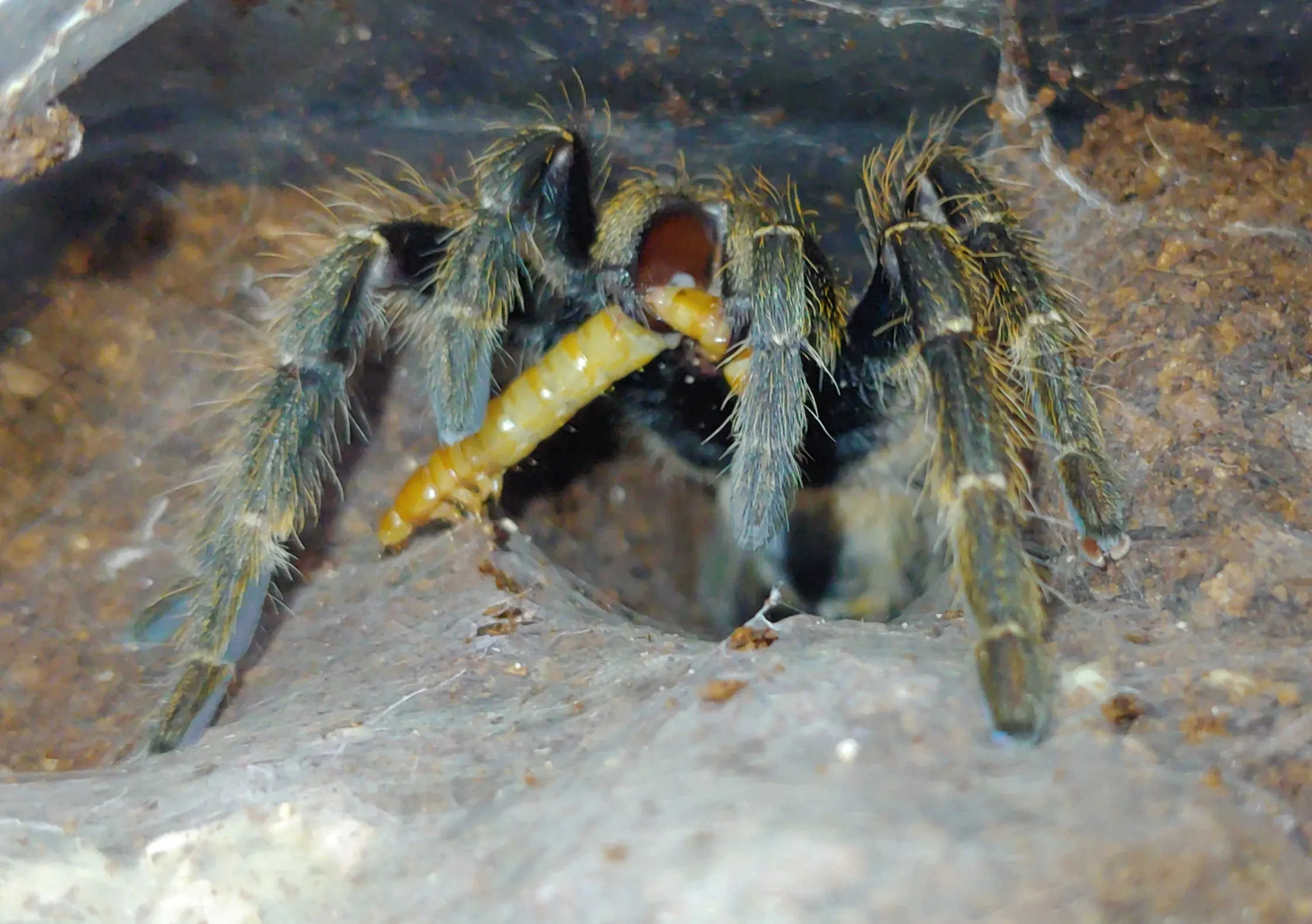 20912 tarantula sling humidity
