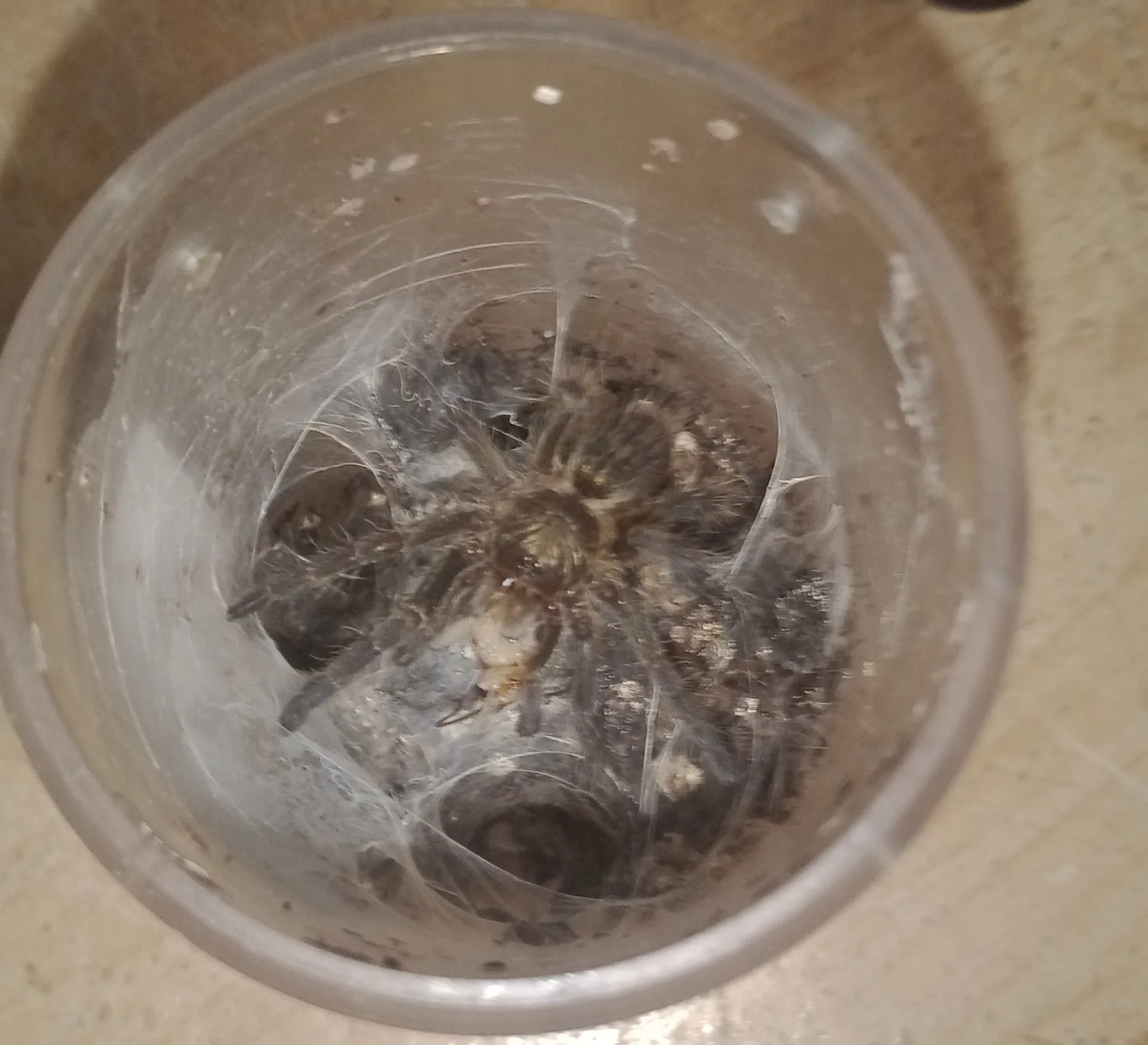 20912 tarantula sling water