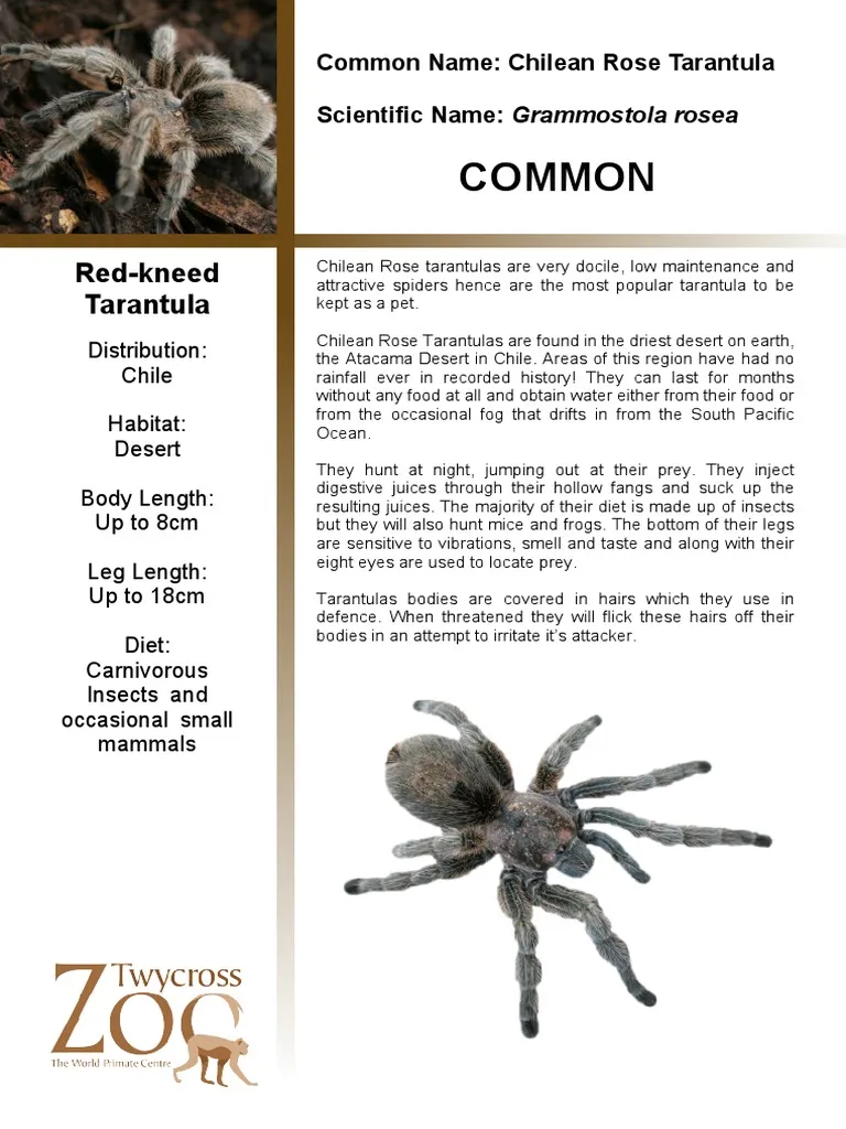 20913 chilean rose tarantula enclosure