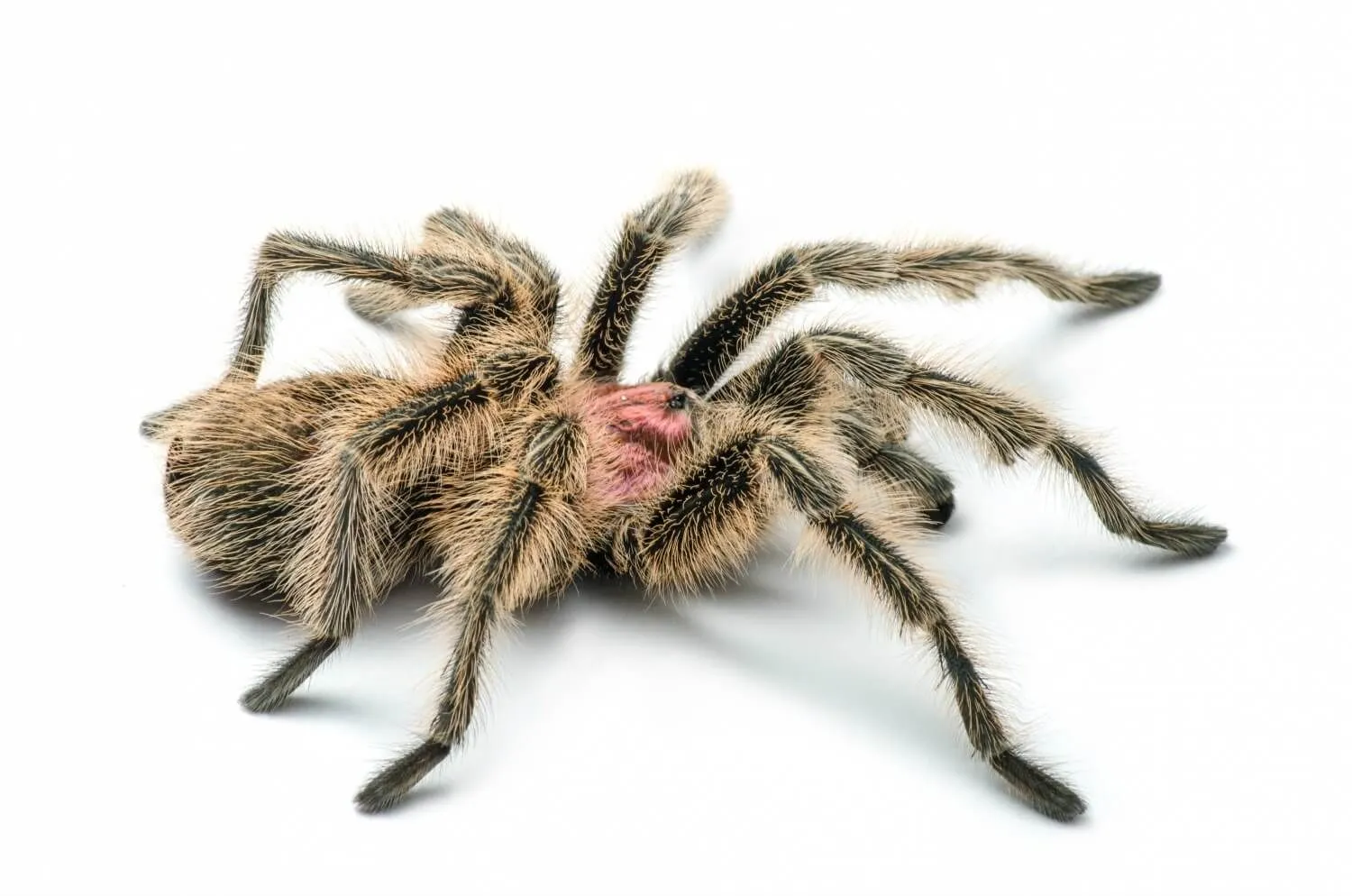20913 chilean rose tarantula feeding