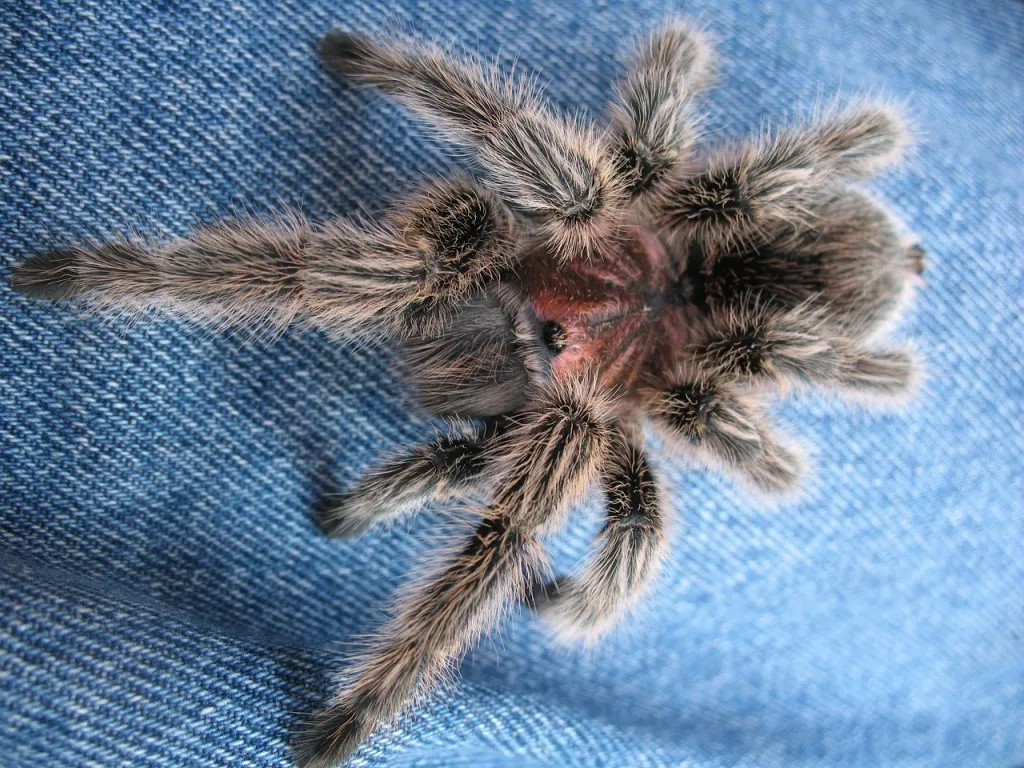 20913 chilean rose tarantula habitat