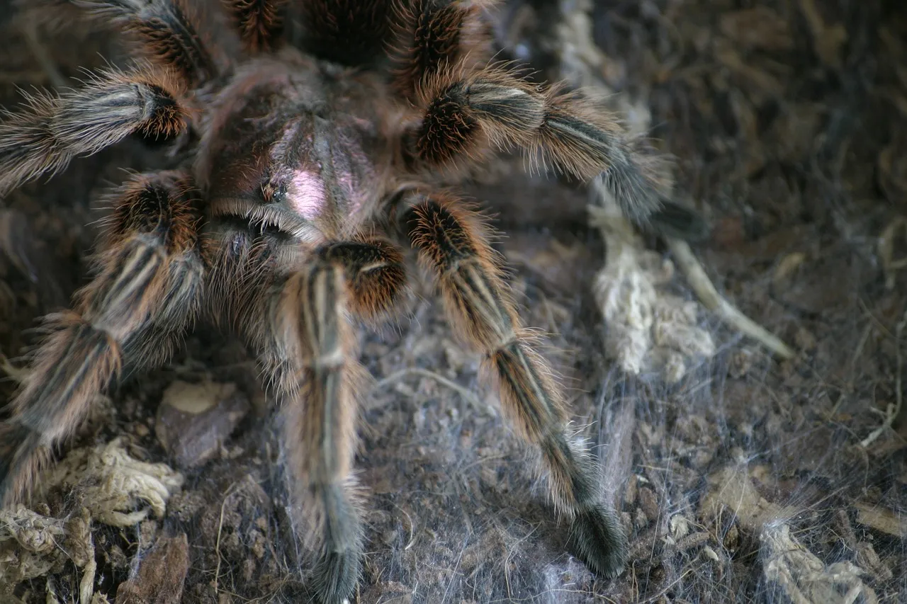 /img/20913-chilean-rose-tarantula-health.webp