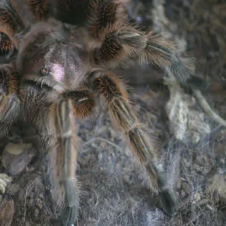 /img/20913-chilean-rose-tarantula-health.webp
