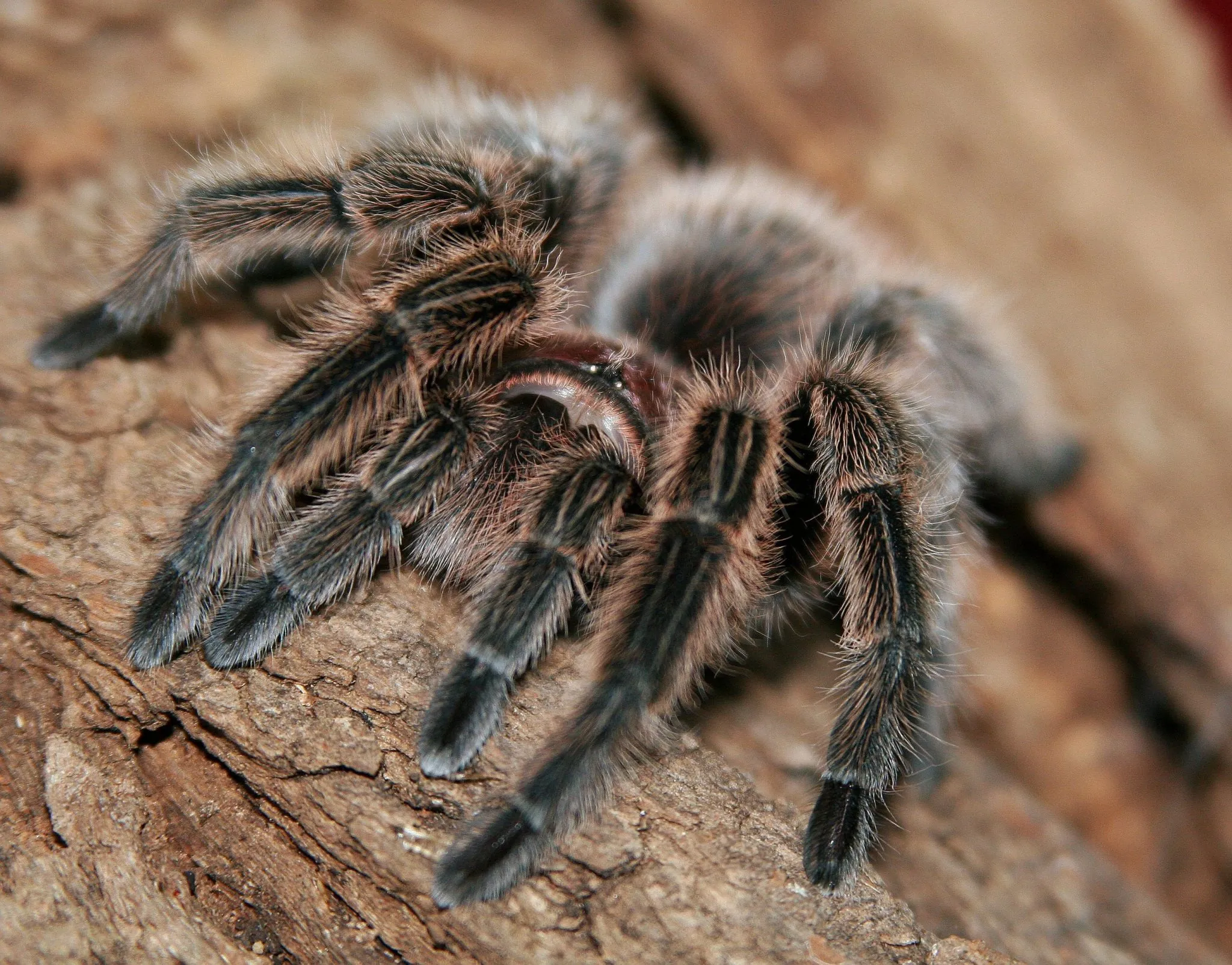 20913 chilean rose tarantula molting