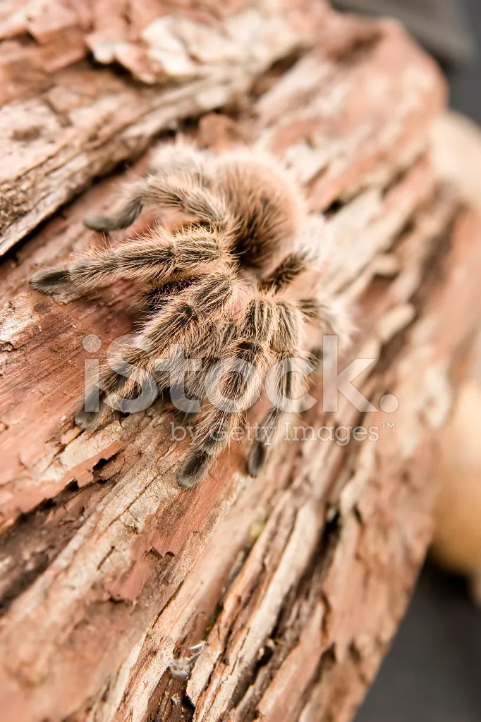 20913 chilean rose tarantula substrate