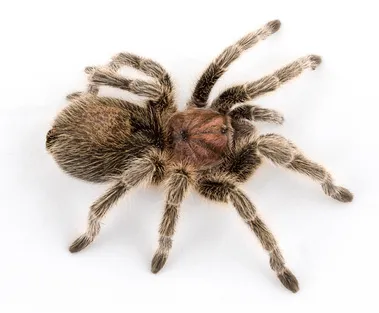 20913 chilean rose tarantula water