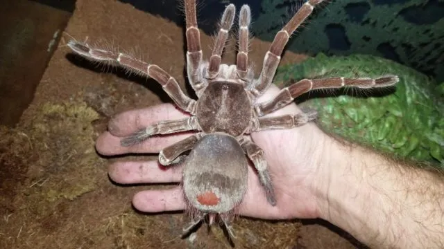 20915 goliath tarantula defensive pose