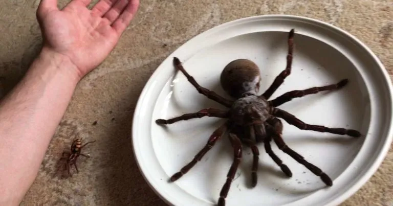 20915 goliath tarantula eating