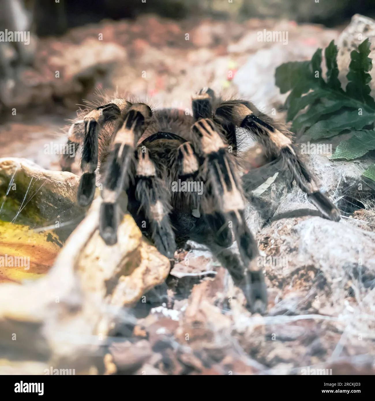 20915 goliath tarantula habitat