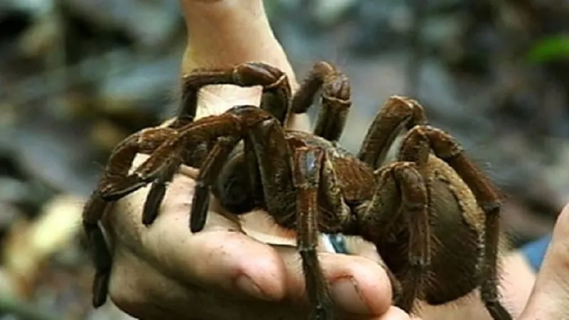 20915 goliath tarantula terrarium