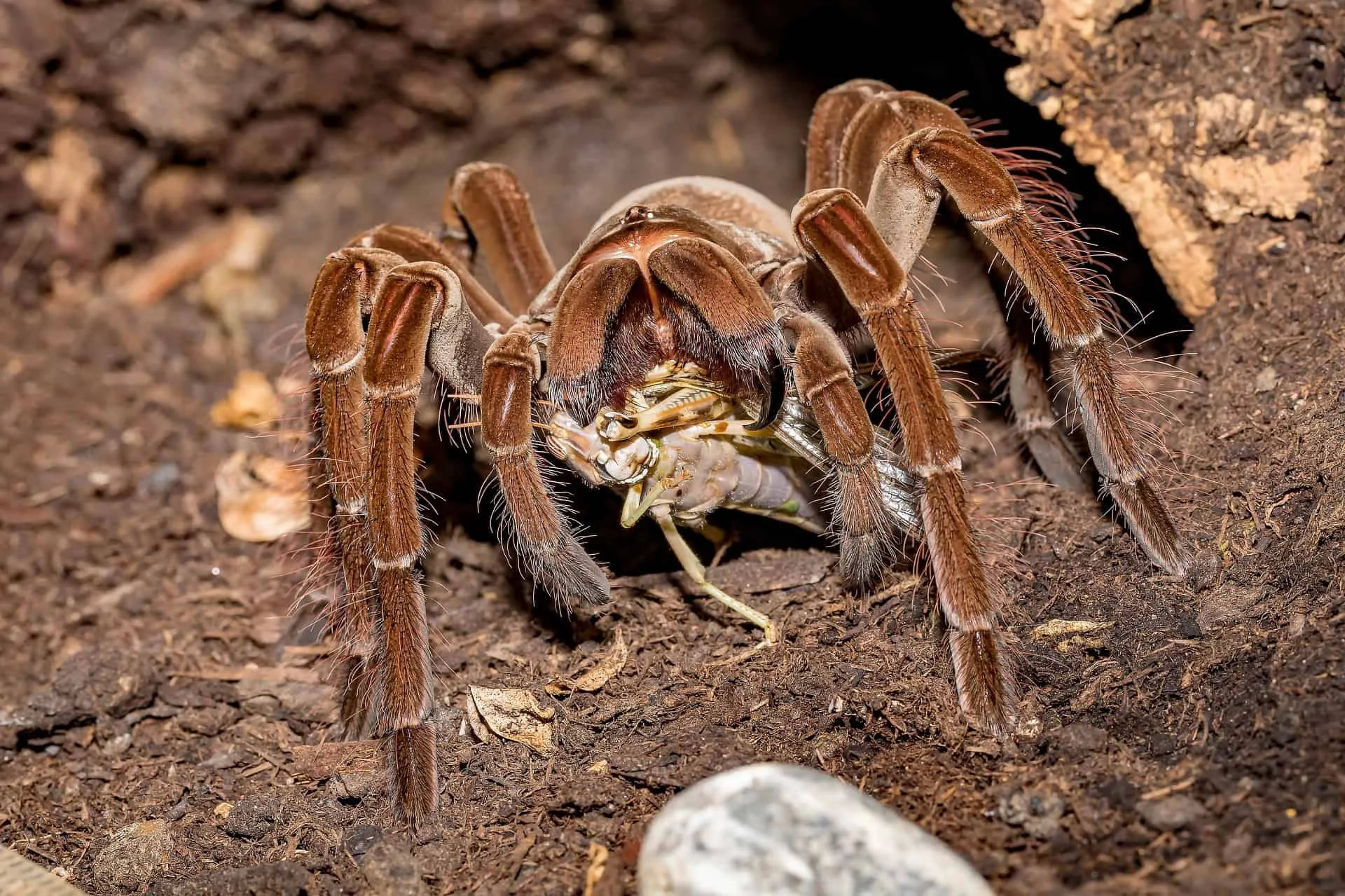 20916 waxworms tarantula