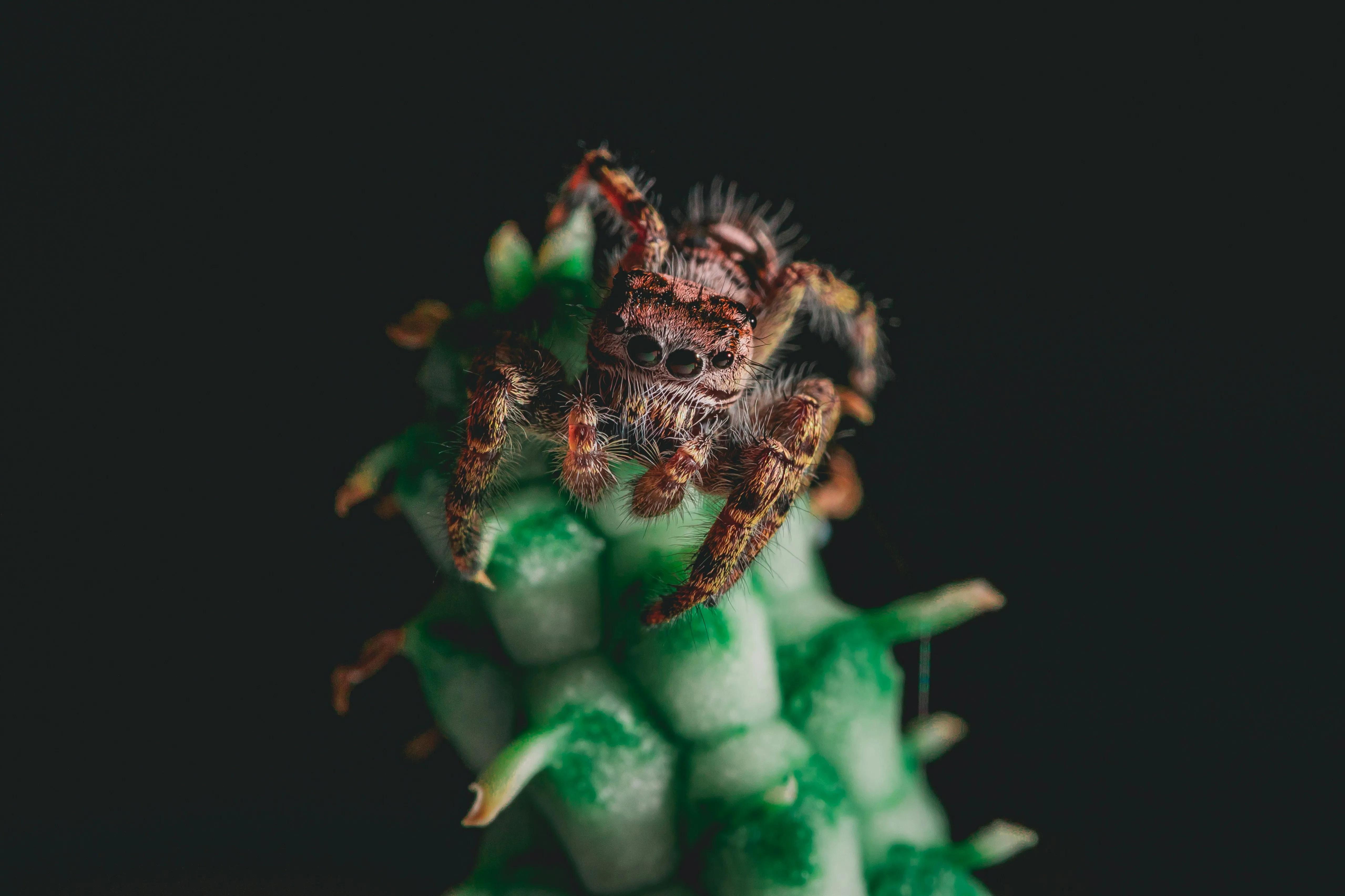 20917 tarantella tarantula feeding