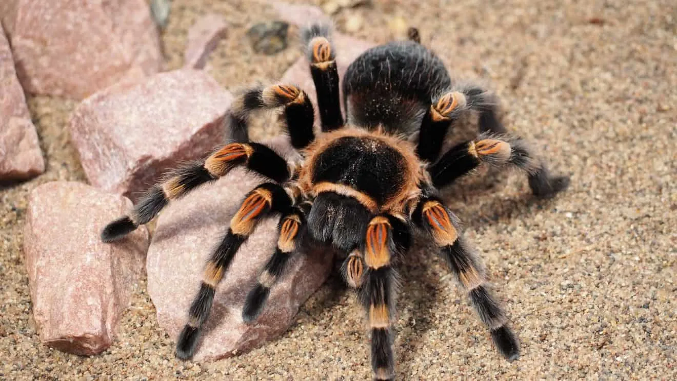 20917 tarantella tarantula habitat care