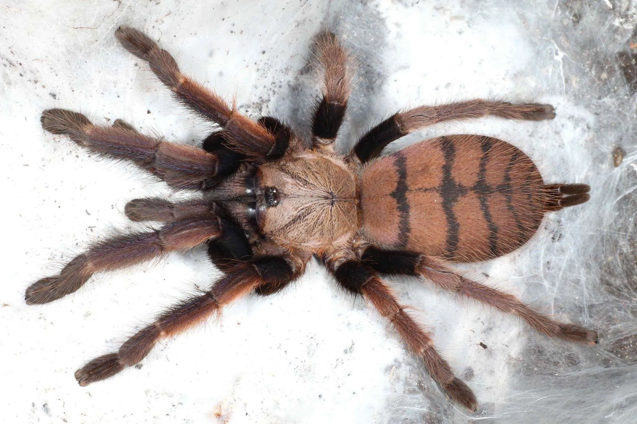 20917 tarantella tarantula habitat